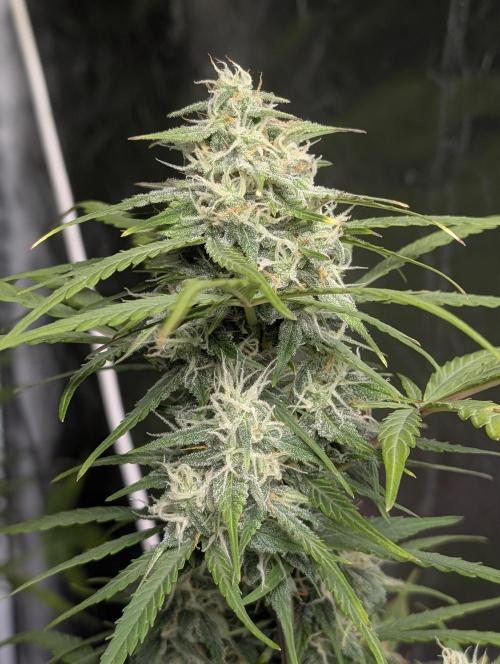 Strawberry Pie x4. Week 9 - N4