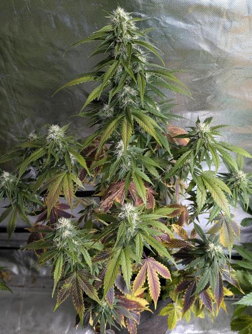 Fractal auto x5. Week 9 - N1