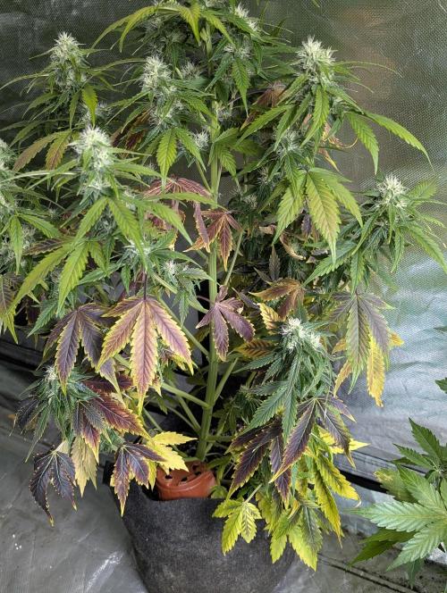 Fractal auto x5. Week 9 - N1