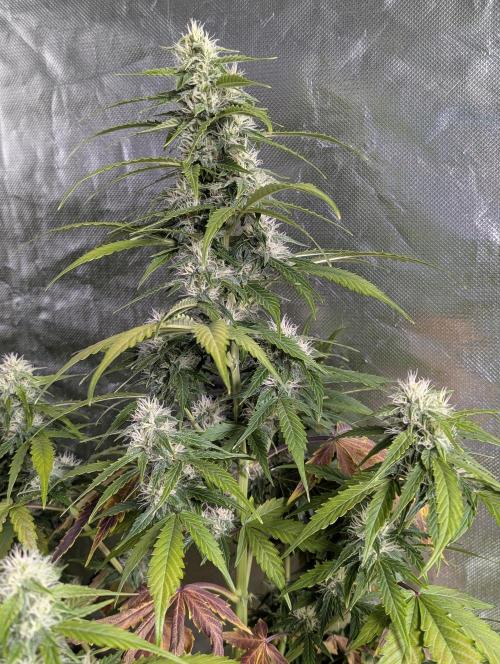 Fractal auto x5. Week 9 - N1