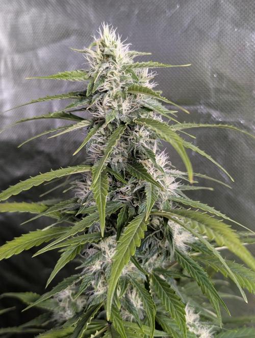 Fractal auto x5. Week 9 - N1