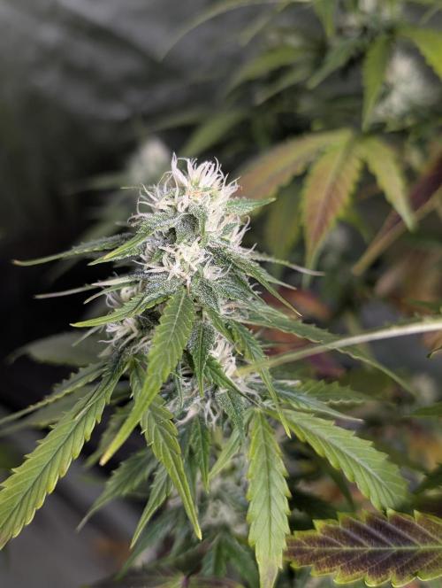 Fractal auto x5. Week 9 - N1