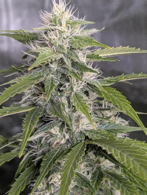 Fractal auto x5. Week 9 - N1