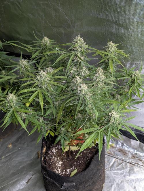 Fractal auto x5. Week 9 - N2