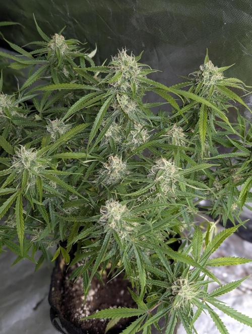 Fractal auto x5. Week 9 - N2