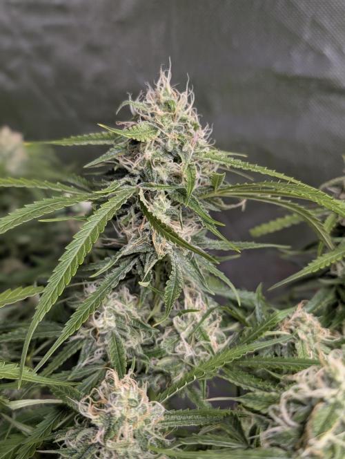 Fractal auto x5. Week 9 - N2