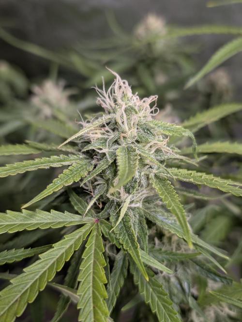 Fractal auto x5. Week 9 - N2