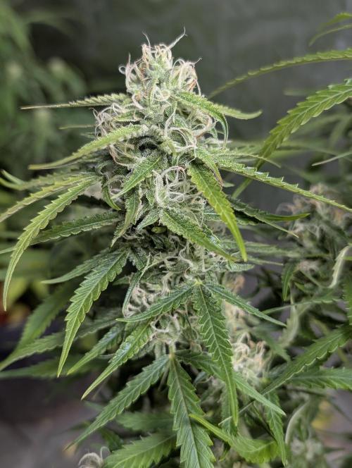Fractal auto x5. Week 9 - N2