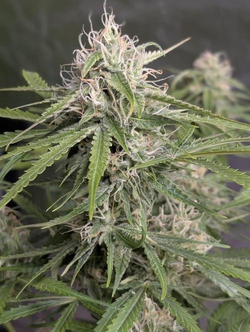 Fractal auto x5. Week 9 - N2