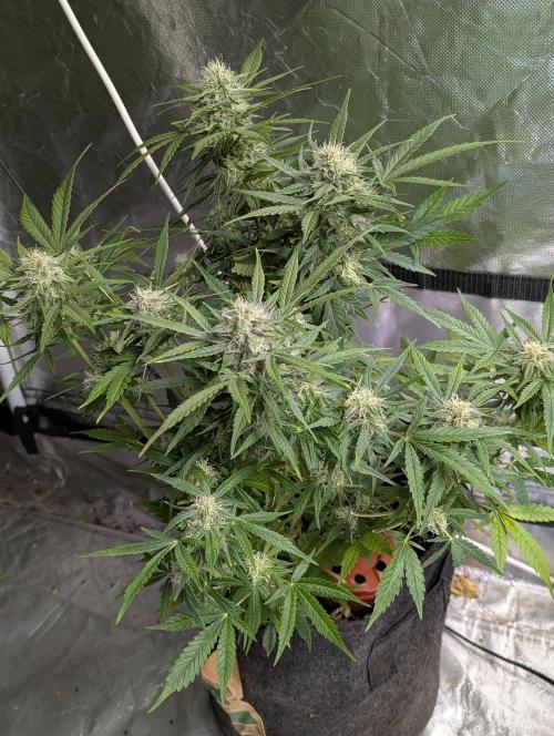 Fractal auto x5. Week 9 - N3