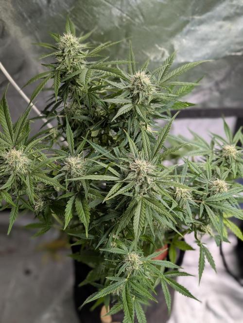 Fractal auto x5. Week 9 - N3