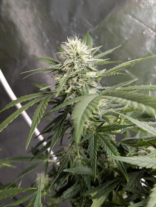 Fractal auto x5. Week 9 - N3