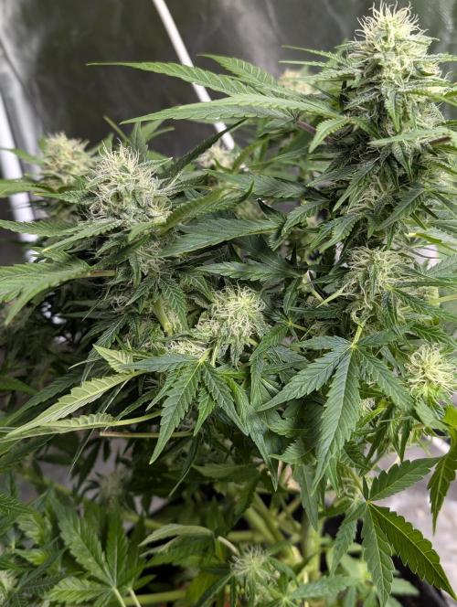 Fractal auto x5. Week 9 - N3