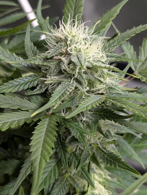 Fractal auto x5. Week 9 - N3