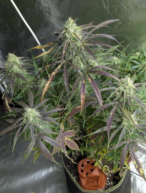 Fractal auto x5. Week 9 - N4