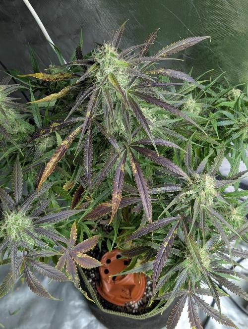 Fractal auto x5. Week 9 - N4