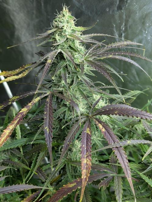 Fractal auto x5. Week 9 - N4