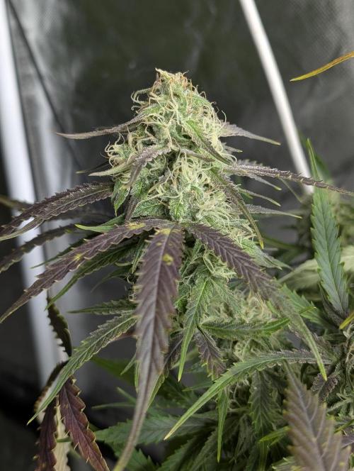 Fractal auto x5. Week 9 - N4