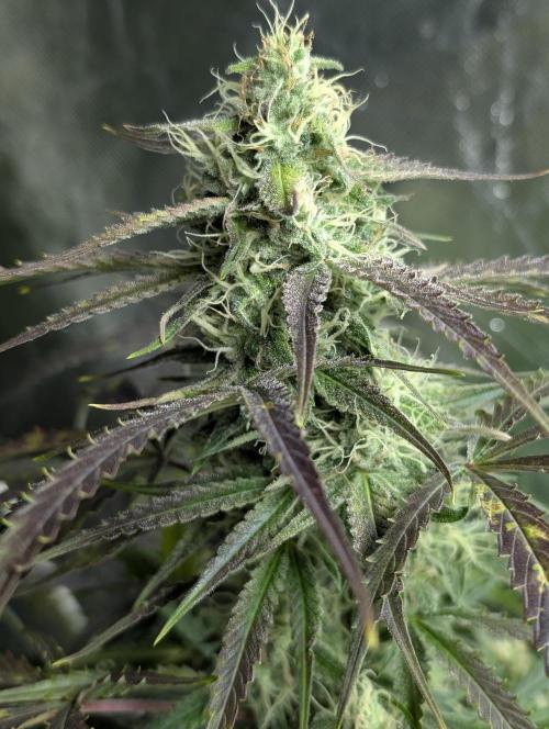 Fractal auto x5. Week 9 - N4