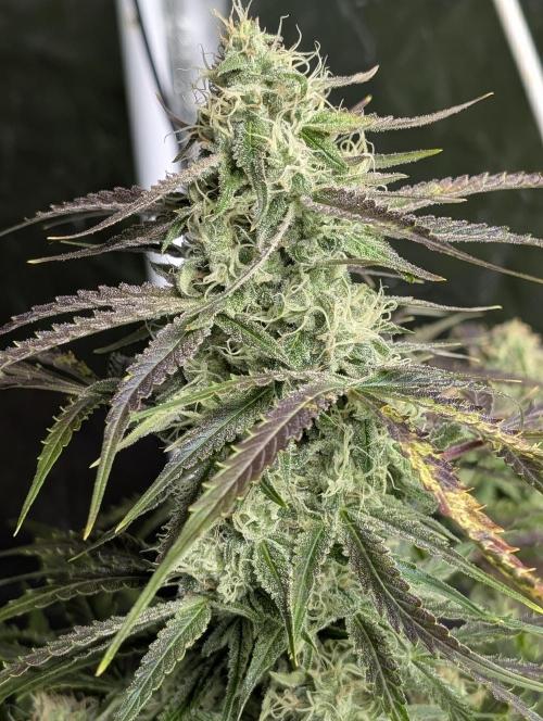 Fractal auto x5. Week 9 - N4