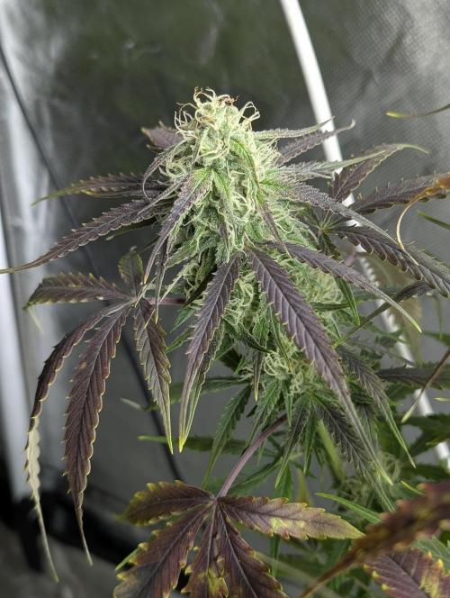 Fractal auto x5. Week 9 - N4