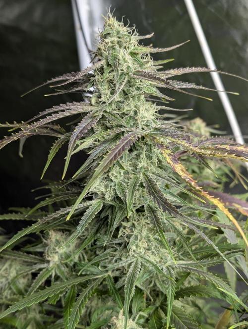Fractal auto x5. Week 9 - N4