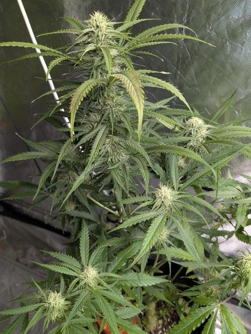 Fractal auto x5. Week 9 - N5
