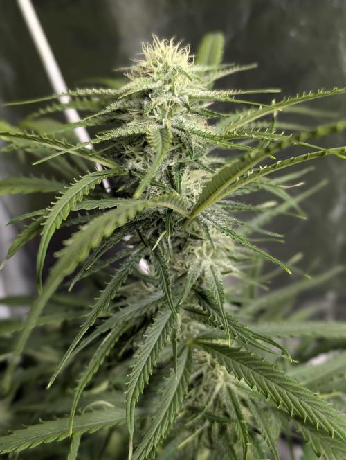 Fractal auto x5. Week 9