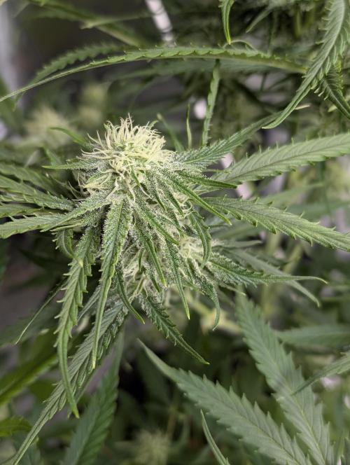 Fractal auto x5. Week 9