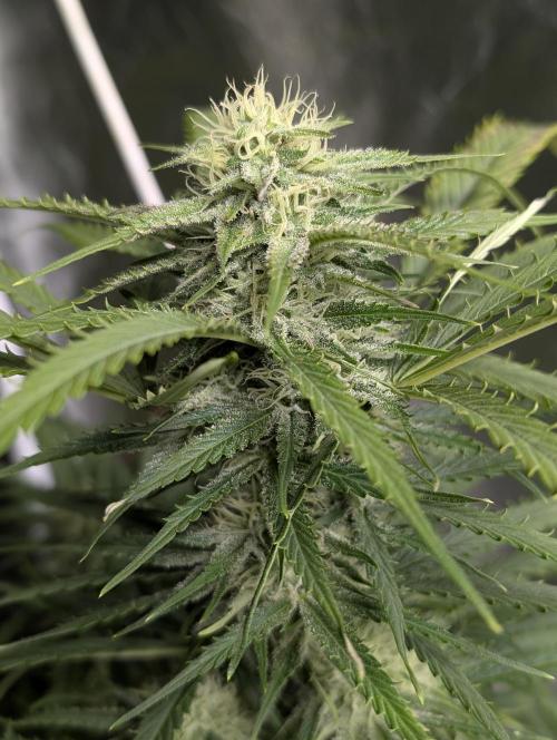 Fractal. Week 9