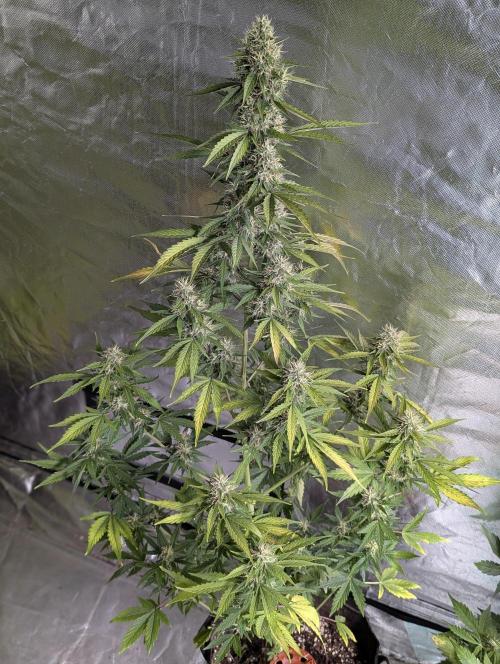 Runtz Auto x4. Week 9 - N1