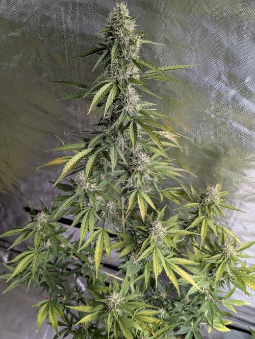 Runtz Auto x4. Week 9 - N1