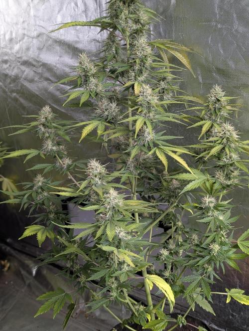 Runtz Auto x4. Week 9 - N1