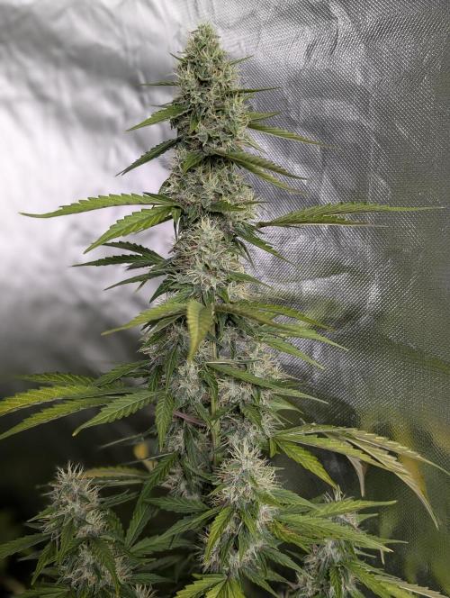 Runtz Auto x4. Week 9 - N1