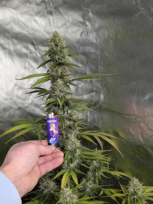 Runtz Auto x4. Week 9 - N1