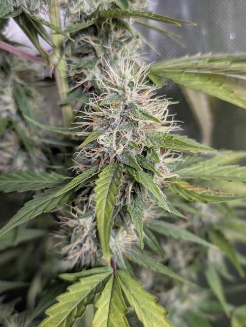 Runtz Auto x4. Week 9 - N1