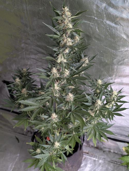 Runtz Auto x4. Week 9 - N2