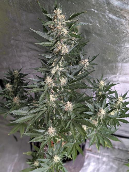 Runtz Auto x4. Week 9 - N2