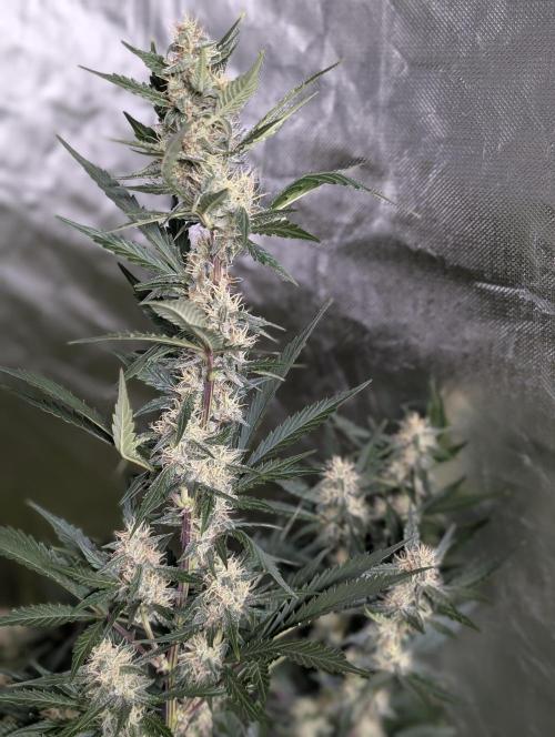 Runtz Auto x4. Week 9 - N2