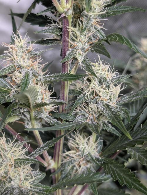 Runtz Auto x4. Week 9 - N2