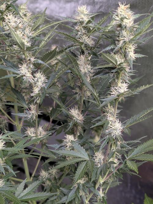 Runtz Auto x4. Week 9 - N2