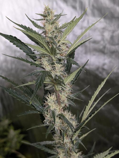 Runtz Auto x4. Week 9 - N2