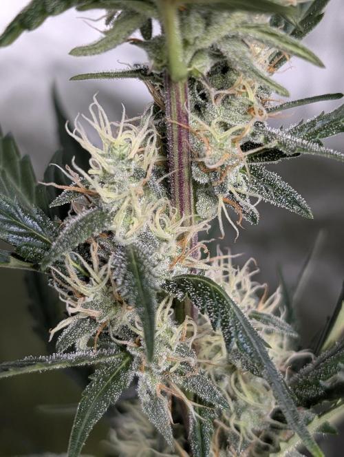 Runtz Auto x4. Week 9 - N2