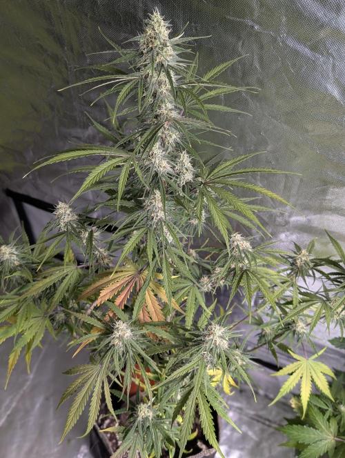 Runtz Auto x4. Week 9 - N3