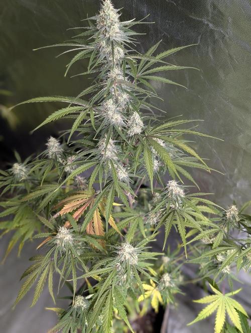 Runtz Auto x4. Week 9 - N3