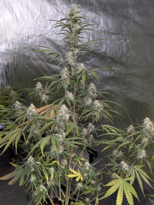 Runtz Auto x4. Week 9 - N3