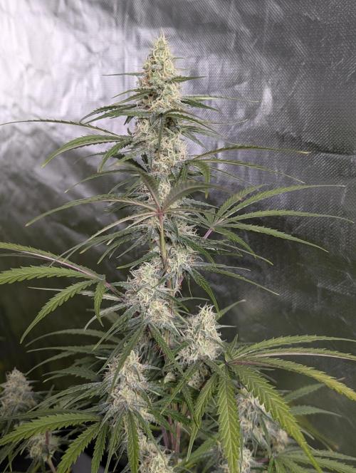 Runtz Auto x4. Week 9 - N3