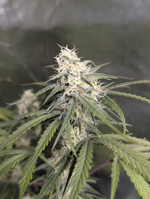 Runtz Auto x4. Week 9 - N3