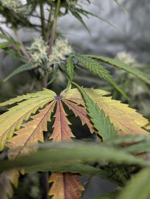 Runtz Auto x4. Week 9 - N3