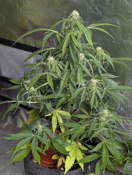 Runtz Auto x4. Week 9 - N4